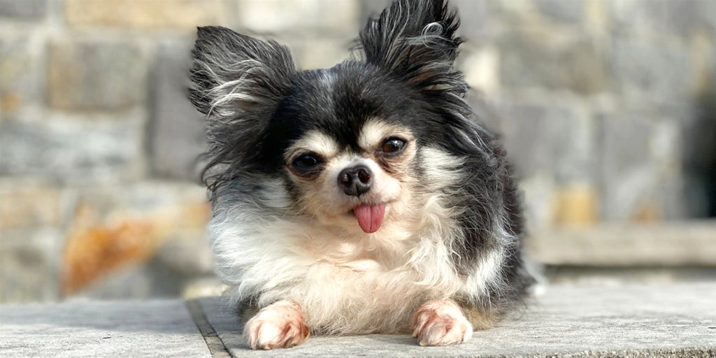 2020 American Hero Dog